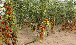 Van'da ata tohumu ile üretilen ürünlerin ilk hasadı yapıldı