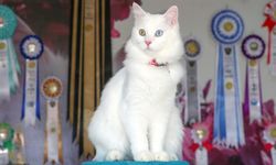 Milli Irk Tescilli Van Kedisi