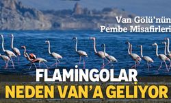 Van Gölü’nün Pembe Misafirleri: Flamingolar Neden Van'a Akın Ediyorlar