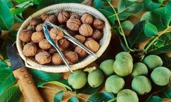 Hasat edilen ceviz nasıl kurutulur?