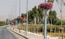 Van’da cadde ve refüjlere sardunya çiçekleri dikildi