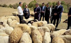 Vanlı çiftçilere 240 bin koyun desteği