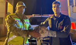Van’da yaralı kızıl şahin ve kara akbaba emin ellerde