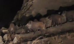 Van’da mahalleye yaban domuzları indi