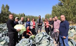 Erciş Lahanası denetimlerden tam not aldı