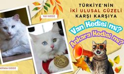 Türkiye'nin İki Ulusal Güzeli Karşı Karşıya: Van Kedisi mi, Ankara Kedisi mi?