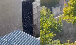 Tuşba ilçesinde sivrisinek istilası