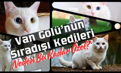 Van Gölü’nün Sıradışı Kedileri: Neden Bu Kadar Özel?