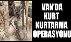 Van’da kurt kurtarma operasyonu