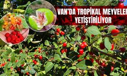 Van’da tropikal meyveler yetiştiriliyor