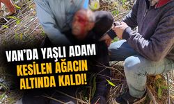 Van’da yaşlı adam kesilen ağacın altında kaldı!