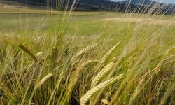 Dünyanın en büyük arpa üreticileri belli oldu! Türkiye kaçıncı sırada?