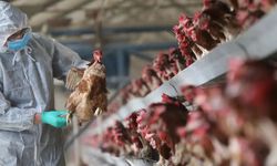 Kuş gribi nedeniyle 2 milyondan fazla kümes hayvanı itlaf edildi