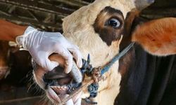 Şap hastalığı kontrol altına alındı mı? Açıklama geldi