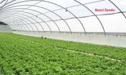 ÇİLEK SERASI İŞLERİ YAPTIRILACAKTIR