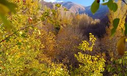Van Çatak’ta sonbaharın renk cümbüşü yaşanıyor