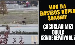 Van’da başıboş köpek sorunu!