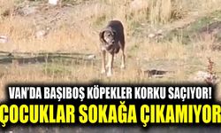 Van’da başıboş köpekler korku saçıyor! Çocuklar sokağa çıkamıyor