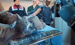 Van’da bitkin hâlde bulunan vaşak, tedavi altına alındı