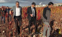 Van’da meyve fidanları üretim alanları incelendi