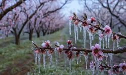 Zirai dondan etkilenen üreticilere destek ödemesi sürüyor