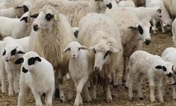 1200 küçükbaş hayvan satış ihalesi yapılacak!