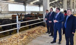 Van'da Düve Üretim Merkezi bölge hayvancılığına güç katacak