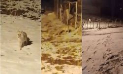 Aç kalan anne tilki ve yavrusu köye indi