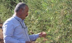 Şırnak zeytini büyük zarar gördü: Üretici destek bekliyor