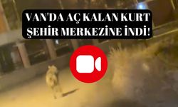 Van'da aç kalan kurt şehir merkezine indi