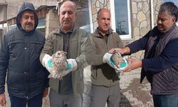 Van’da bitkin hâlde bulunan Kulaklı Orman Baykuşu tedavi altına alındı