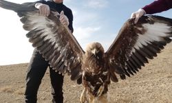 Van’da bulunan yaralı kartal tedavi altına alındı