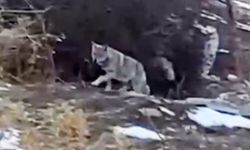 Van’da kurt alarmı! Güpegündüz mahalleye indi