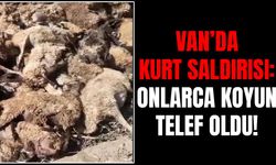 Van’da kurt saldırısı: Onlarca koyun telef oldu!
