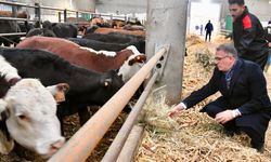 Vanlı çiftçilere faizsiz düve verilecek