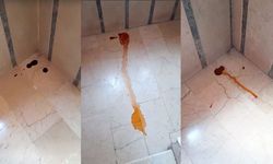 İpekyolu’nda site koridorları kedilere sığınak oldu! Belediye soruna çözüm bulmuyor