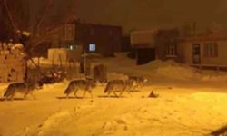 Van İpekyolu’nda kurt alarmı! Mahalle sakinleri tedirgin