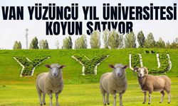 Van Yüzüncü Yıl Üniversitesi koyun satıyor