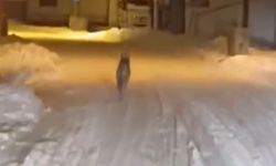 Van’da aç kalan kurtlar şehre iniyor
