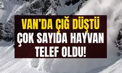 Van’da çığ düştü: Çok sayıda hayvan telef oldu!