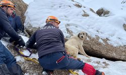 Van’da dağlık arazide mahsur kalan köpek kurtarıldı
