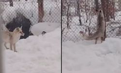 Van’da karda yiyecek arayan tilkinin sevimli halleri görüntülendi!