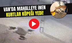 Van'da mahalleye inen kurtlar köpeği yedi!