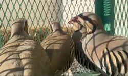 Van’da sosyal medya paylaşımı ihbar sayıldı, 50 Bin TL’yi aşan ceza kesildi