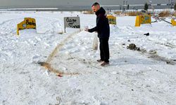 Van’da yaban hayvanları için doğaya yem bırakıldı
