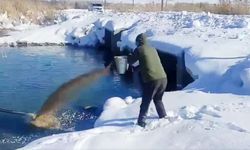 Van’da yaban hayvanları için doğaya yem bırakıldı