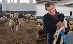 Türkmenoğlu: Van küçükbaşta üretimin lokomotifi olacak