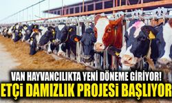 Van hayvancılıkta yeni döneme giriyor! Etçi damızlık projesi başlıyor