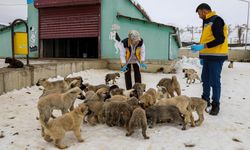 Van’da 11 bin 500 sahipsiz hayvan tedavi edildi