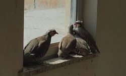 Van’da avlanırken canlı yayın açan şahıslara büyük ceza!